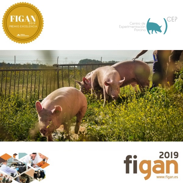 porcino - figan-2019-centro-de-experimentacion-porcino-foto