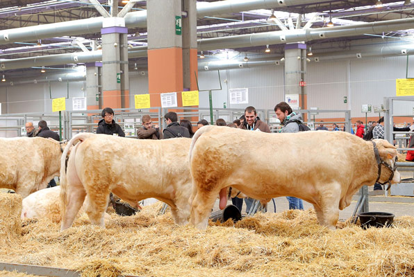 ZARAGOZA, CUMBRE INTERNACIONAL DE LAS RAZAS CRIOLLAS
Y AUTÓCTONAS, CLAVES PARA EL DESARROLLO DE LA
GANADERÍA SOSTENIBL
