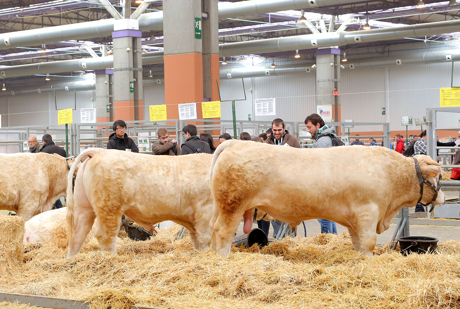 ZARAGOZA, CUMBRE INTERNACIONAL DE LAS RAZAS CRIOLLAS
Y AUTÓCTONAS, CLAVES PARA EL DESARROLLO DE LA
GANADERÍA SOSTENIBL